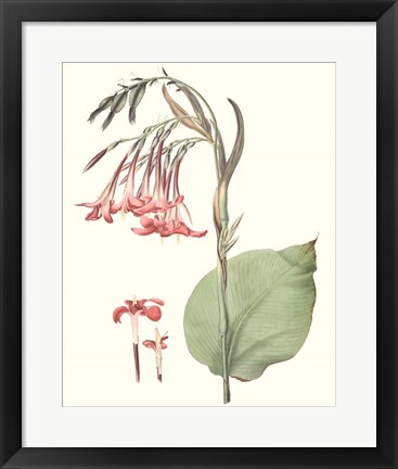 Framed Soft Tropical III Print