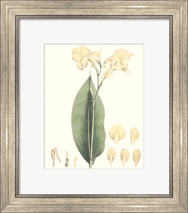 Framed Soft Tropical VII Print