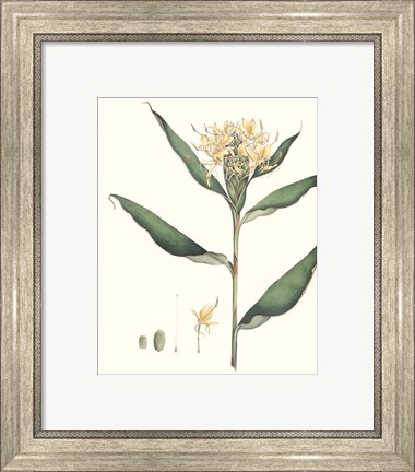 Framed Soft Tropical VIII Print