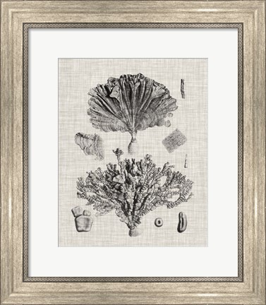 Framed Coral Specimen III Print