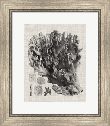 Framed Coral Specimen V Print