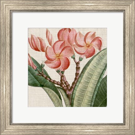 Framed Cropped Turpin Tropicals VII Print