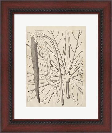 Framed Distinctive Leaves IV Print