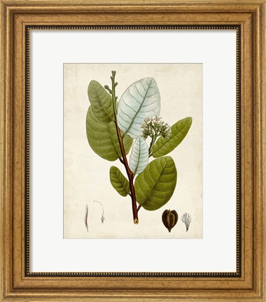Framed Verdant Foliage I Print