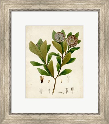 Framed Verdant Foliage V Print