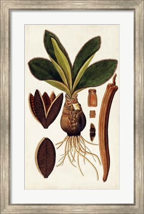 Framed Leaf Varieties V Print