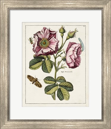 Framed Pink Rose Print