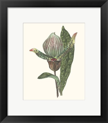 Framed Orchid Display III Print