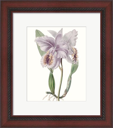 Framed Lavender Beauties II Print