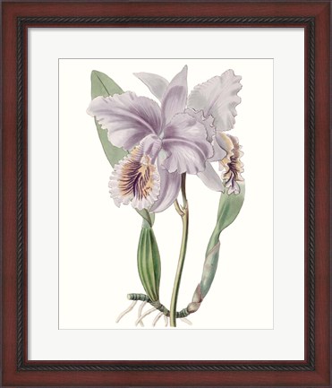 Framed Lavender Beauties II Print