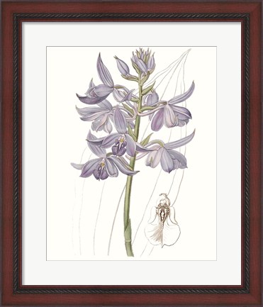 Framed Lavender Beauties III Print