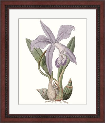 Framed Lavender Beauties IV Print