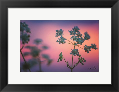 Framed Cow Parsley Print