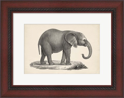 Framed Young Elephant Print