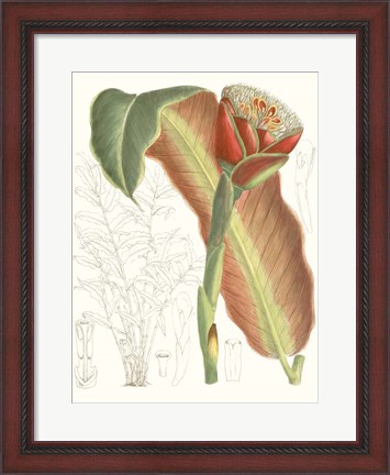 Framed Tropical Variety VII Print