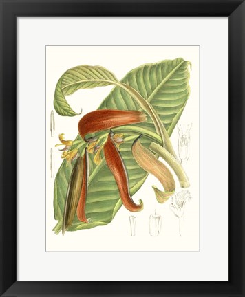 Framed Tropical Variety VIII Print