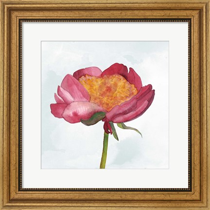 Framed Joyful Peony II Print