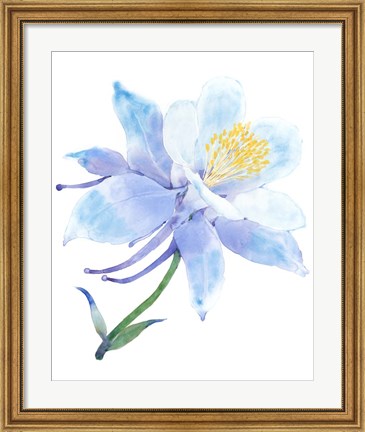 Framed Columbine Bloom I Print