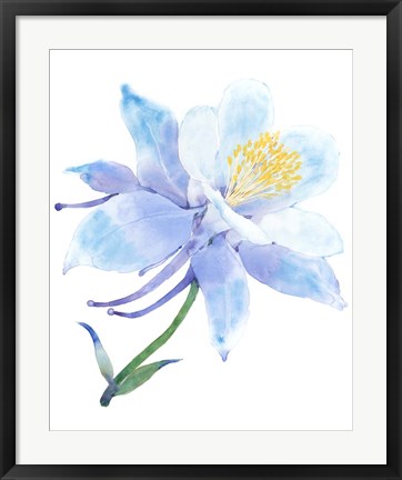 Framed Columbine Bloom I Print