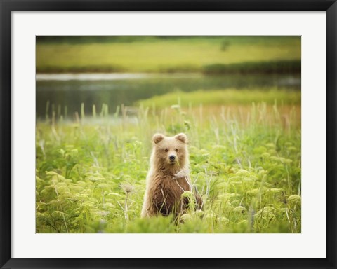 Framed Bear Life VII Print