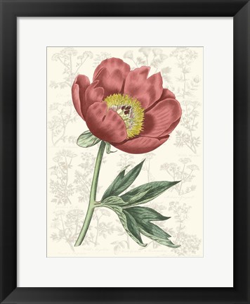 Framed Peony Flower Garden III Print