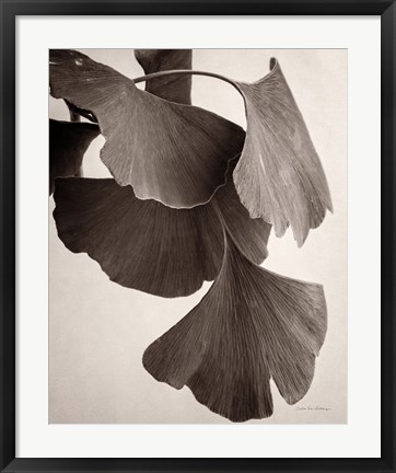 Framed Gingko Sepia Print