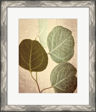 Framed Eucalyptus Color Print