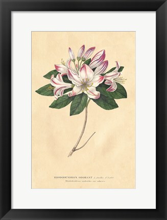 Framed Rhododendron Vintage Print