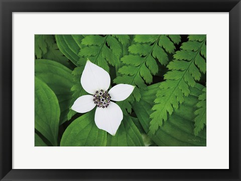 Framed Bunchberry and Ferns I color Print