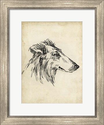 Framed Breed Studies XII Print