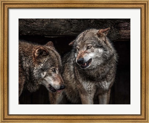 Framed Wolfpack Print