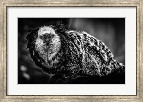 Framed Little Cute Monkey Black &amp; White Print