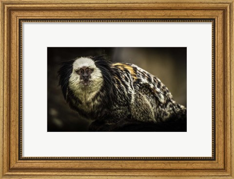 Framed Little Cute Monkey Print