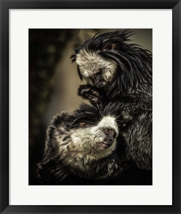 Framed Little Cute Monkeys Print