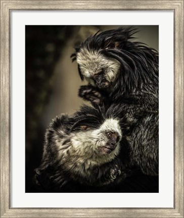 Framed Little Cute Monkeys Print