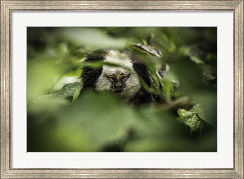 Framed Little Monkey hiding Print