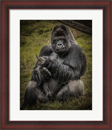 Framed Male Gorilla Black Print