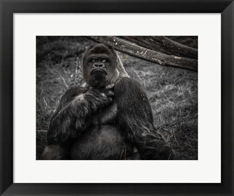 Framed Male Gorilla 2 Black Print