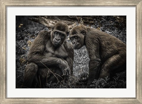 Framed Gorillas 3 Print