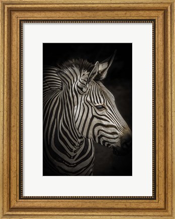 Framed Zebra 4 Print