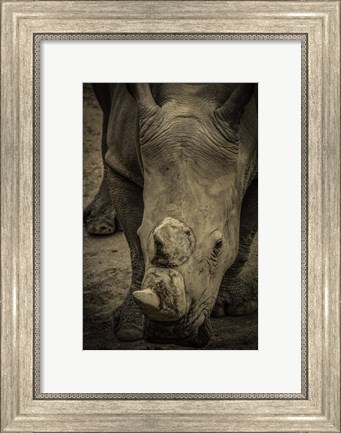 Framed Male Rhino 2 Print