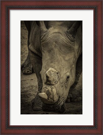 Framed Male Rhino 2 Print