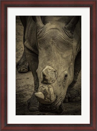 Framed Male Rhino 2 Print