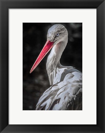 Framed Stork 7 Print