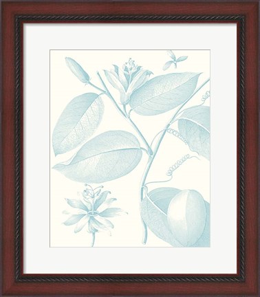 Framed Botanical Study in Spa III Print