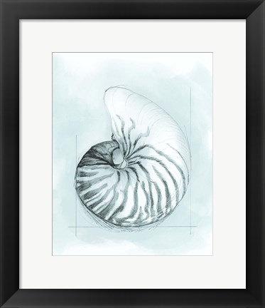 Framed Coastal Shell Schematic II Print