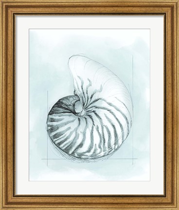 Framed Coastal Shell Schematic II Print