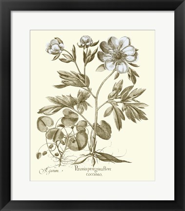 Framed Spa Peonies III Print