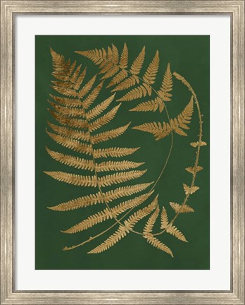 Framed Gilded Ferns IV Print