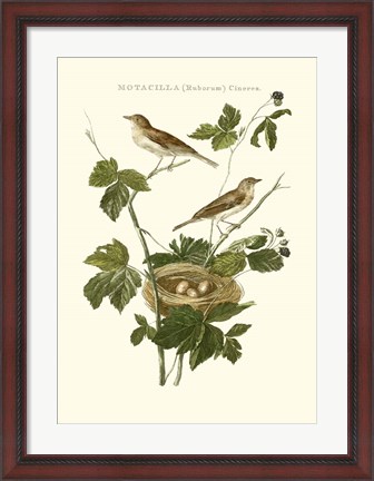 Framed Nozeman White Throat Blackberry Print